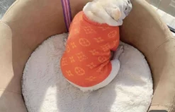 Lola + The Boys Chewy Vuitton Puppy Sweater